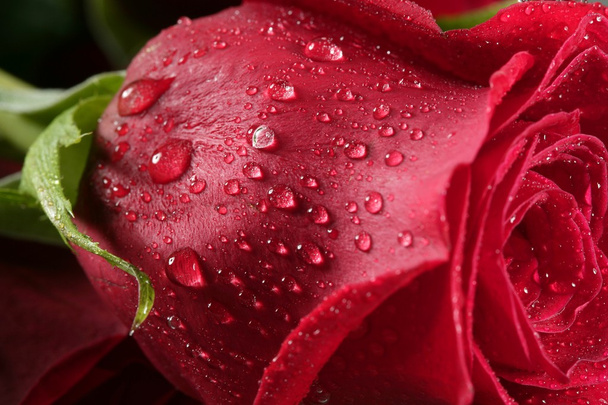 Wet close up macro rose petals, water drops - Фото, зображення