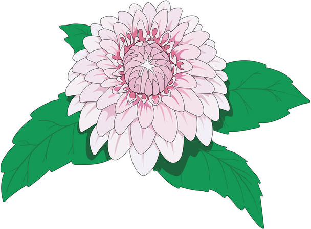 Dahlia Blooming Vector Illustration - Vector, Image