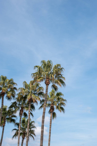 Mavi gökyüzüne karşı palmiye ağaçları, tropik sahillerde, yaz ağacı arka planında - Fotoğraf, Görsel