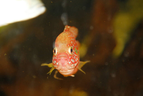 Hemichromis bimaculatus African jewelfish in aquarium . High quality photo - Photo, Image
