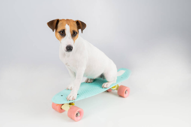 Dog on a penny board on a white background. Jack Russell Terrier rides a skateboard in the studio. - Foto, imagen