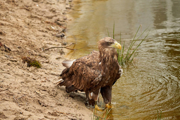 A sea eagle is drinking in the water. Water droplets leak from the beak. Reflection in the lake. Detailed, yellow beak brown feathers, animal themes - Photo, Image