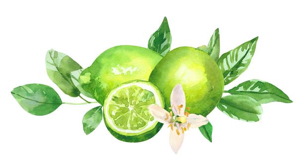 Watercolor hand painted citrus lime fruits and branches. Watercolor hand drawn illustration isolated on white background, aromatherapy, essential oils  - Photo, Image