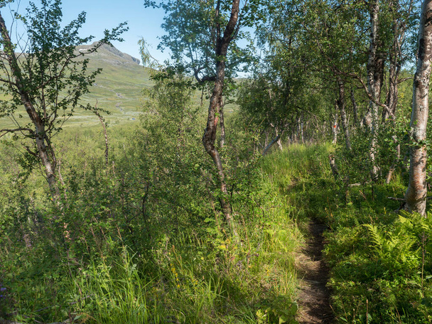 Sentiero nel paesaggio bellissimo paesaggio settentrionale paesaggio artico, tundra in Lapponia svedese con verdi colline, prato, fiori e betulle a Padjelantaleden sentiero escursionistico. Giorno d'estate, cielo blu, nuvole bianche - Foto, immagini