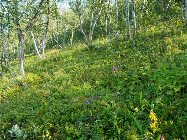 Schöne arktische Landschaft im Norden, Tundra in Schwedisch Lappland mit grünen Hügeln, Wiesen und Birken am Padjelantaleden-Wanderweg. Sommertag, blauer Himmel, weiße Wolken - Foto, Bild