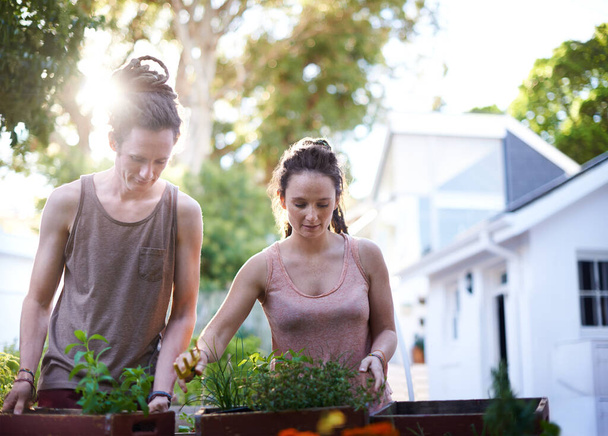 Egy pár, akik együtt dolgoznak, együtt maradnak. Egy boldog fiatal párról, akik élvezik a kertészkedést.. - Fotó, kép