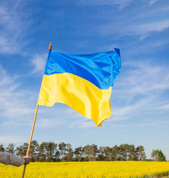 Ukrainan keltainen-sininen lippu taustalla kukkiva rypsipellolla ja sininen taivas. Kansallinen vapauden ja itsenäisyyden symboli. Toivo ja usko. Tukea Ukrainaa. Ylpeys ja isänmaallisuus - Valokuva, kuva