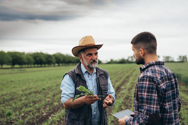 farmers talking on corn field - Foto, Imagen