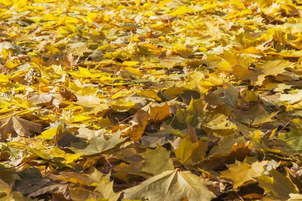 Autumn.. A carpet from fallen leaves in Pak on a lawn - Fotoğraf, Görsel