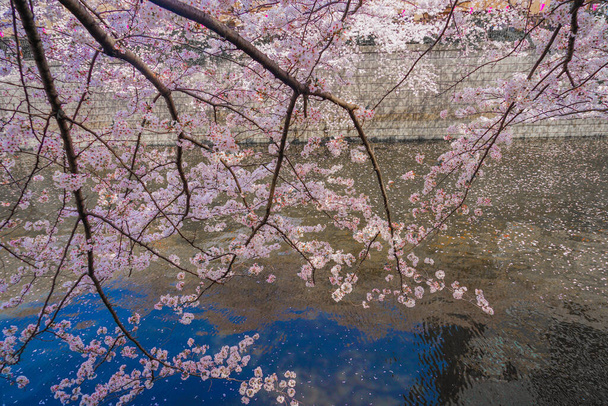 Cseresznyevirágzás a Meguro folyóban teljes virágzásban. Lövöldözés helye: Tokió Meguro-ku - Fotó, kép