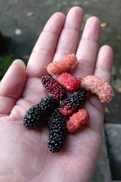Чорний шовковичний фрукт або Morus Nigra, рослина, яка широко використовується як ліки, тому що містить багато антиоксидантів.. - Фото, зображення