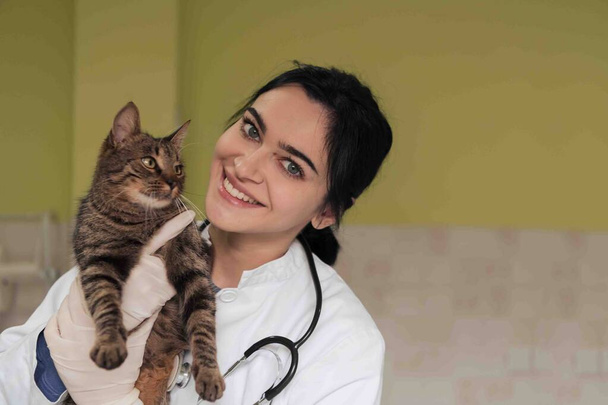Veterinary clinic. Female doctor portrait at the animal hospital holding cute sick cat ready for veterinary examination and treatment  - Fotoğraf, Görsel