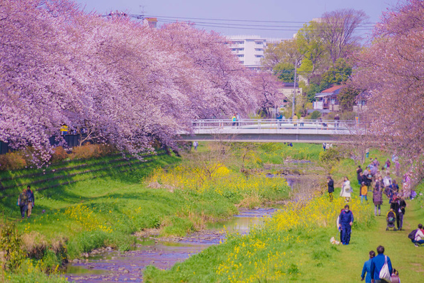 Nogawa cherry blossoms (Chofu City). Shooting Location: Tokyo Chofu City - Photo, Image