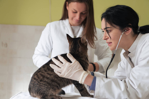 Tierärztliches Team zur Behandlung kranker Katzen, Pflege der Tiergesundheit, Kontrolle des Herdes mit Stethoskop, Tierklinik. Vorbereitung der Katze auf eine Operation durch Verabreichung der Injektion. Hochwertiges Foto - Foto, Bild