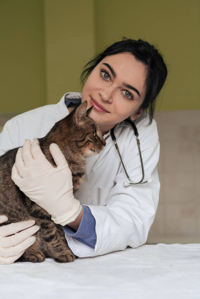 Veterinary clinic. Female doctor portrait at the animal hospital holding cute sick cat ready for veterinary examination and treatment  - Фото, изображение