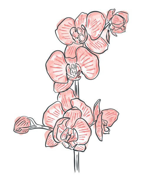 Twig fleurs d'orchidée gravées à la main et aquarelle - Vecteur, image