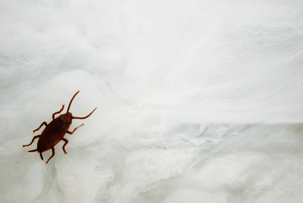 Toy Roach rastejando em uma teia de aranha com espaço de cópia
 - Foto, Imagem