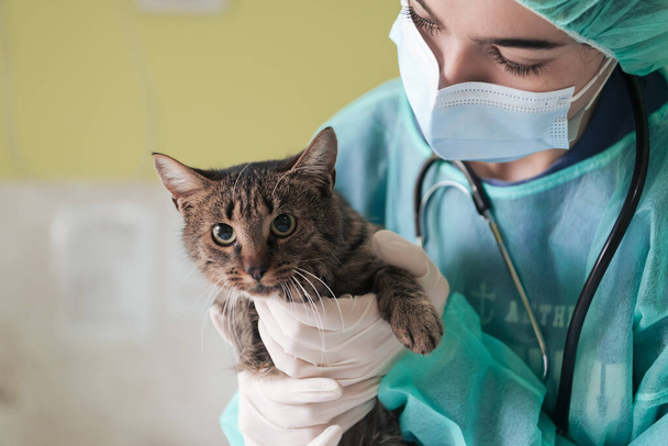 Veterinary clinic. A female doctor at the animal hospital in the surgery room cute sick cat ready for veterinary examination and treatment. - Photo, image