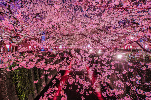 Meguro ποταμού νύχτα Sakura (Nakameguro). Τοποθεσία: Τόκιο Meguro-ku - Φωτογραφία, εικόνα