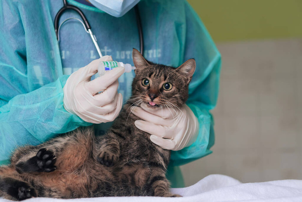 Veterinary clinic. Female surgeon or doctor at the animal hospital preparing cute sick cat for surgery, putting drops in cat eyes to protect during treatment. - Foto, Imagen
