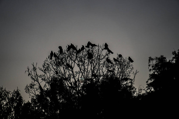 Wrony latające o zmierzchu. Rozmieszczenie: Adachi-ku, Tokio - Zdjęcie, obraz