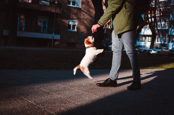 Jack Russell terrier puppy receiving training and get snack reward from its owner while walking in urban area. Cute little dog jumping around animal trainer.  - Foto, Bild