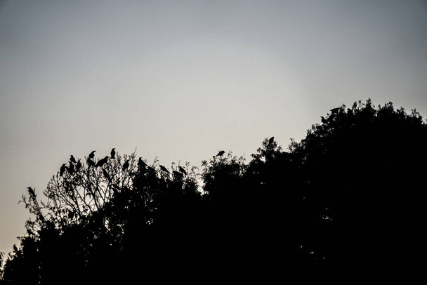 Wrony latające o zmierzchu. Rozmieszczenie: Adachi-ku, Tokio - Zdjęcie, obraz