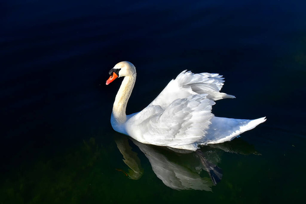 Немой лебедь успокаивается в спокойных водах озера. - Фото, изображение