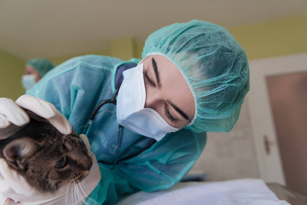 Veterinary clinic. A female doctor at the animal hospital in the surgery room cute sick cat ready for veterinary examination and treatment. - Photo, image