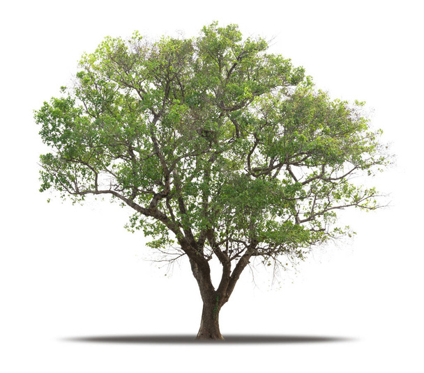 Baum isoliert auf weißem Hintergrund realistisch mit Schatten in hochwertiger Clipping-Maske, tropischer Baum für Werbedesign und grafische Dekoration verwendet - Foto, Bild