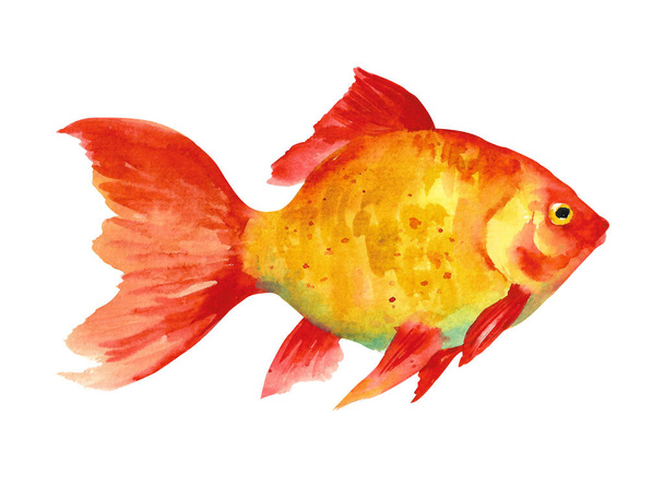 Watercolor fish. Hand draw gold fish illustration isolated on white background. Sea animals - Foto, Imagem