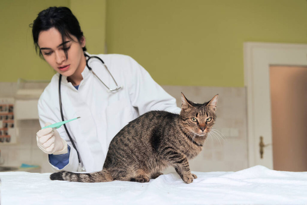 Veterinary clinic. Female doctor portrait at the animal hospital holding cute sick cat ready for veterinary examination and treatment  - Fotografie, Obrázek