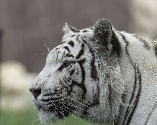 close up of a white tiger - Photo, Image
