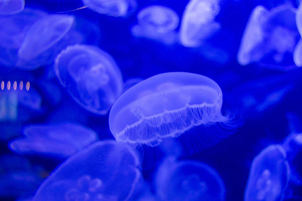 jellyfish in the aquarium - Foto, Imagen