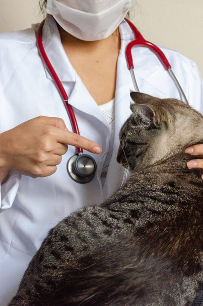 doctor with stethoscope and cat on white background - Valokuva, kuva
