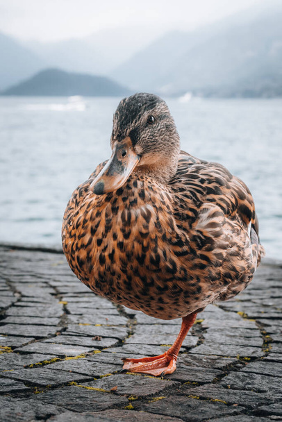 a seagull on the lake - Foto, immagini