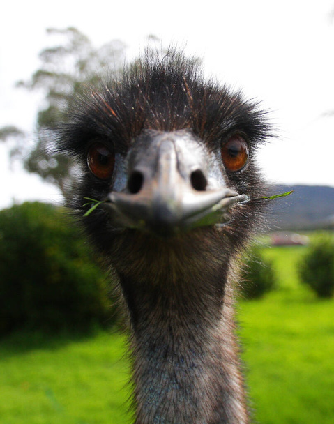 ostrich head portrait, profile view - Fotoğraf, Görsel