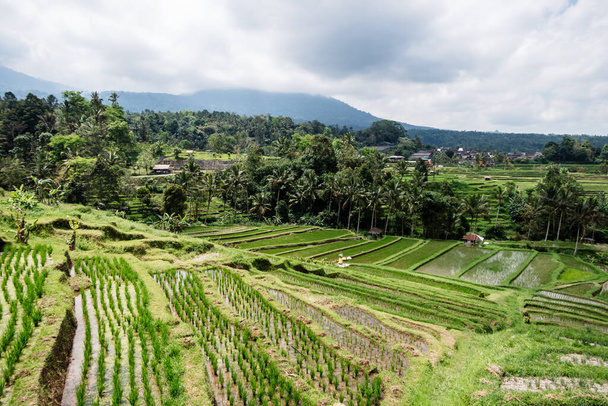 rice terraces in the mountains of thailand - 写真・画像
