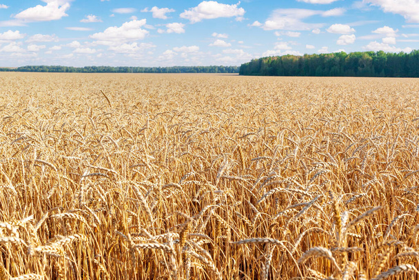 Campo de trigo maduro con bosque en el horizonte. Espigas maduras de trigo. - Foto, imagen