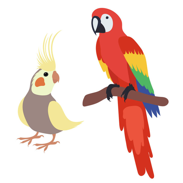 papagáj lapos kialakítás fehér háttér, elszigetelt vektor - Vektor, kép