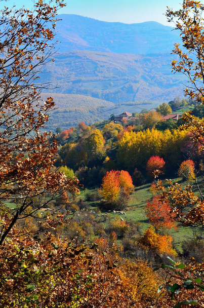 autumn landscape with colorful trees and leaves - Foto, immagini