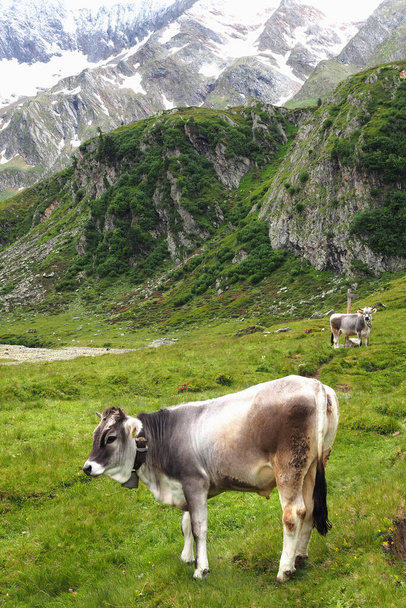 cows grazing in the mountains - Фото, изображение
