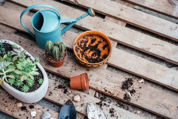 Herramientas de jardinería para replantar suculentas y cactus en el jardín del hogar - Foto, imagen