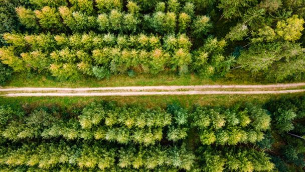 aerial view of the forest in the countryside - Fotografie, Obrázek