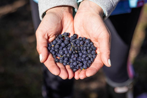 close-up of blueberries in hands - Fotoğraf, Görsel