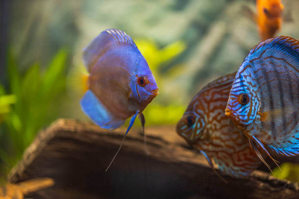 Beautiful view of colorful fish Discus of the cichlid family in the aquarium. Sweden. - Photo, Image