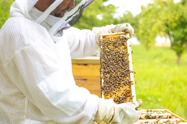 Arı yetiştiricisi arılarla ve arı kovanlarıyla arı yetiştiriciliği konseptinde çalışıyor. - Fotoğraf, Görsel