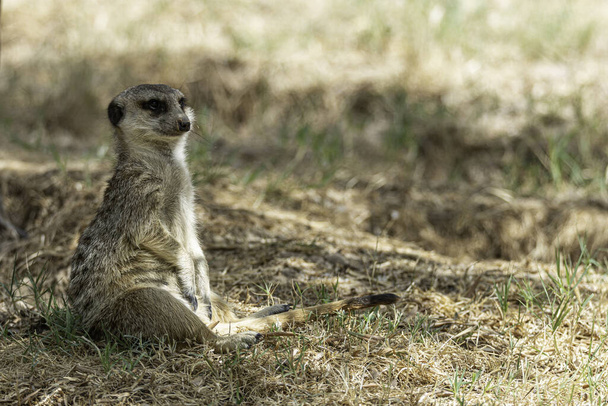 meerkat in the grass - Фото, изображение