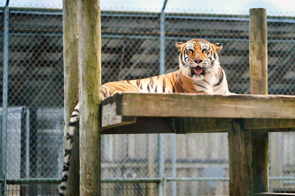 tiger in the zoo - Фото, зображення