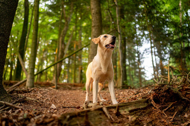 dog in the forest - Zdjęcie, obraz